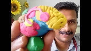 हिंदी में Language Areas in Brain मस्तिष्क में भाषा क्षेत्र [upl. by Agate2]