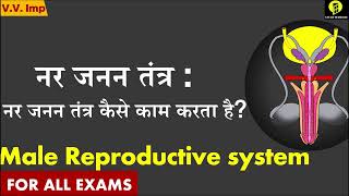 Male reproductive system  नर जनन तंत्र  Science for competitive exams  V Rahul Sir [upl. by Washburn]