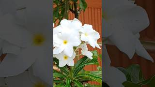 Flower Blossom in our Garden ytshorts ytvideo ytviral ytvideoshort trendingvideo treding2024 [upl. by Hashimoto]