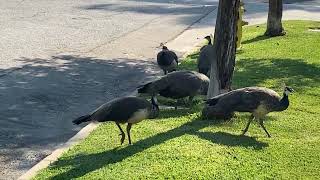 Three Big Peachicks and Two Little Ones [upl. by Amado]