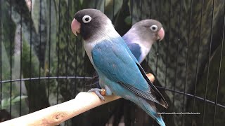 Lovebird Chirping Sounds 7 Hours  Blue amp Cobalt Personata [upl. by Adnalay]