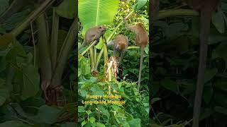 Hungry Monkeys Long tailed Macaque 15 September 2024 [upl. by Viva]