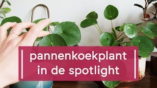 Zo verzorg je de PannenkoekplantPilea peperomioides [upl. by Biddick513]