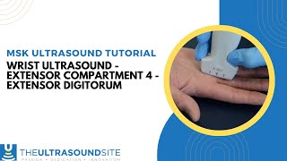 Dorsal wrist ultrasound  Extensor compartment 4  Extensor Digitorum msk [upl. by Nyllek]