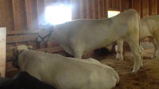 Huge Chianina Oxen at the Fryeburg Fair 2013 [upl. by Haswell]