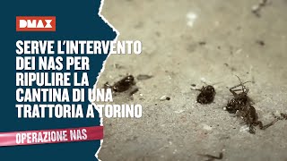 Serve lintervento dei NAS per ripulire la cantina di una trattoria a Torino  Operazione NAS [upl. by Ollecram]