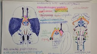 ANATOMIA MÓZGU  ciało modzelowatesklepieniemostpieñ mózgunerwy czaszkowewzgórzepodwzgórze [upl. by Verna]