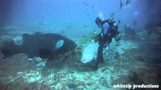 Hand feeding giant Groupers Beqa Fiji [upl. by Jahn958]