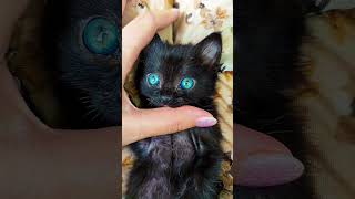 Mesmerizing Cat with Stunning Eye Colors A Visual Delight 😻👀✨ [upl. by Carrol]