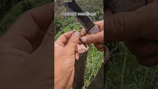 Amalaki seedlings tree tips [upl. by Garwin]