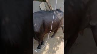 subscribemychannel cow dodra animals bhadra doctordodra doctor veterinary 9501489898 [upl. by Krenn]