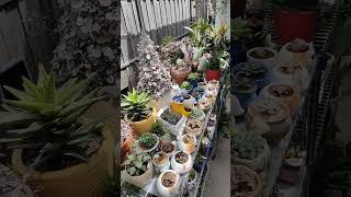 Haworthia collection ☘️  bikolanahardinera shortvideo succulent haworthia [upl. by Bone]