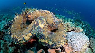 The fascinating secret lives of giant clams  Mei Lin Neo [upl. by Georgianne]