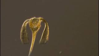 Ceratium platycorne a dinoflagellate of the marine plankton shows off its flagellum [upl. by Meece]