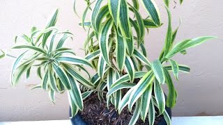 Pleomele Dracena Reflexa como plantar e cuidar [upl. by Aurlie126]