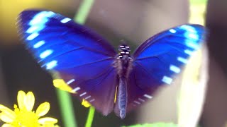 20240427  關渡防潮堤  小紫斑蝶Euploea tulliolus koxinga 翅圓；淡水河春季同步鳥類調查 1 [upl. by Wynny]