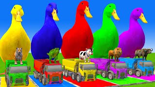 5 Giant Duck CartoonCowElephantTigerLionDinosaurPaint Wild Animals Crossing Fountain Animation [upl. by Smoot263]