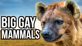 3 Big Gay Animals That Are Gayer Than Gay [upl. by Queridas]