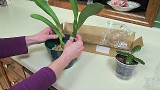 Unboxing New Cattleya from Sharon Holmes and New Jade Plant from My Sister [upl. by Huntington482]