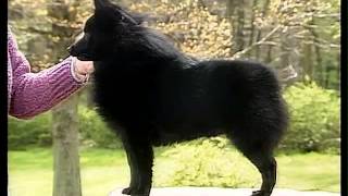 Schipperke  AKC Dog Breed Series [upl. by Hareehahs928]