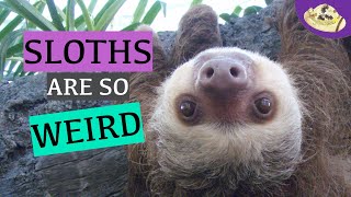 5 Weird Facts About Sloths  Why Do Sloths Go Slow  Wild Animal Studies  Weird amp Wonderful Animal [upl. by Jamnis224]