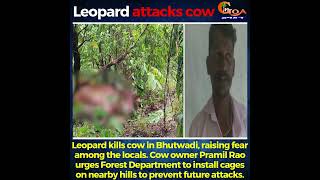 Leopard kills cow in Bhutwadi raising fear among the locals [upl. by Jonette]