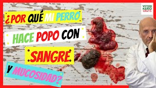 ⚠️ ¿PORQUE MI PERRO HACE HECES POPO CON SANGRE Y MUCOSIDAD⚠️HECES CON SANGRE EN PERROS [upl. by Ynatsyd]