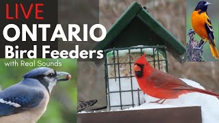 Live Birds  BirdWings Feeder Watch Cam [upl. by Duyne]