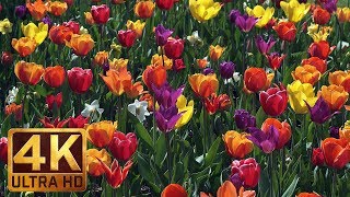 4K Flower Relax Video with Bird Signing from Skagit Valley Tulip Festival Episode 6  2 HRS [upl. by Dray]