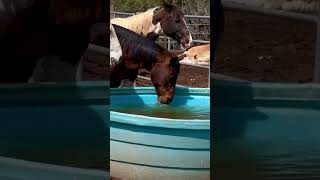 When the water just tastes so good 🐴🤤 caballos cavalos horse [upl. by Valorie]