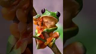 Adorable RedEyed Tree Frog Climbing a Branch 🐸🌿 Wildlife nature [upl. by Nava486]