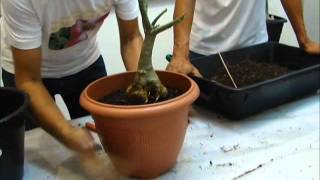 Replantando Adenium Parte2 [upl. by Elayne]