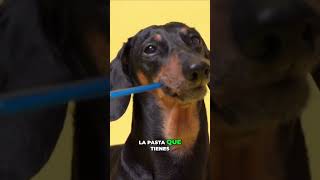 ¿PUEDO UTILIZAR MI PASTA DENTAL PARA MI PERRO [upl. by Anileva]