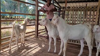 தலச்சேரி கிடா குட்டி பிரீடிங்க்கு விற்பனை நாமக்கல் tellicherry breeding quality male kids 8903641473 [upl. by Ohara665]