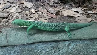 Green Tree Monitor  Singapore Zoo [upl. by Lowis]