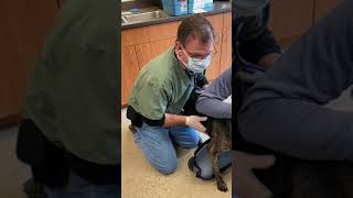 Heartworm Treatment [upl. by Amsed]