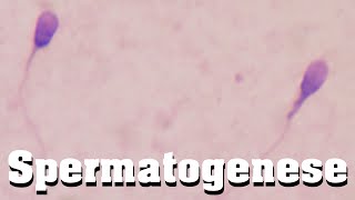 Spermatogenese schnell erklärt [upl. by Akinimod]