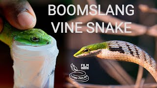 Deadly venomous snakes of Africa  Boomslang and vine snakes or twig snakes venom extraction [upl. by Schlessel]