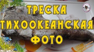 Рыба треска Треска тихоокеанская фото и видео Petr de Cril’on amp SonyKpK [upl. by Hras936]