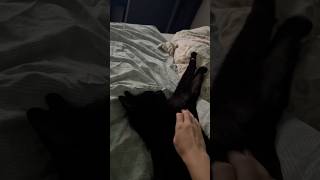 Le meilleur moment de la journée… après la douche tu te poses dans le lit avec ton petit chat 🐈‍⬛ [upl. by Rennob]