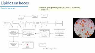 📅 SEMANA 08 👩‍🏫 CLASE EXAMEN COPROLÓGICO PARTE 2 💩🔬🧪 [upl. by Burris]