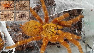 Pterinochilus murinus цветовые формы  забор кокона Ядовитый паук [upl. by Woll493]