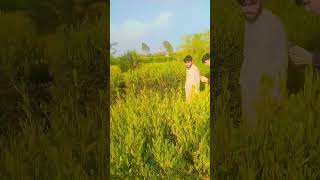 View Of Ghazi Aman ullah Khan Park viralvideo shorts trending subscribe travel new nature [upl. by Mcgannon262]