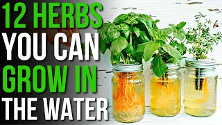 12 Herbs You Can Grow in Water  How to Grow Herbs in Water [upl. by Oelgnaed]