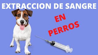 🩸🩸🩸 EXTRACCIÓN DE SANGRE EN PERROS 🩸🩸🩸 [upl. by Colman]