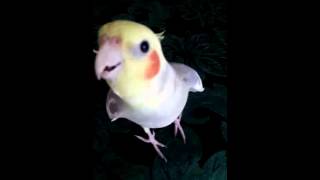 Cockatiel doing Hunger GamesRues Whistle [upl. by Pax]