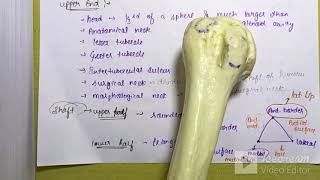 HUMERUS BONE humerus anatomy explanation medicalxtreme trytohelp [upl. by Nylirrehs]