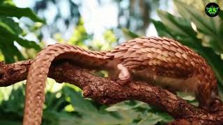 The Enigmatic World of Pangolins Unveiling Natures BestKept SecretA2Z Wildlife [upl. by Erasaec]