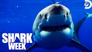 Most HeartPounding Moments from Shark Week Sharktacular 2016  Discovery [upl. by Danit]