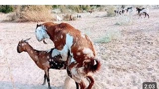 Goats are moving towards the forest with their group in the morning ainmals thar [upl. by Booma]